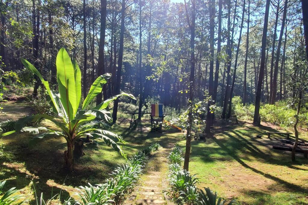 Cabana Rustica A 1Km De Cascada มาซามิตลา ภายนอก รูปภาพ